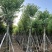 宫粉紫荆3-25分，基地直销，各种规格，大量低价出售