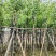 宫粉紫荆3-25分，基地直销，各种规格，大量低价出售
