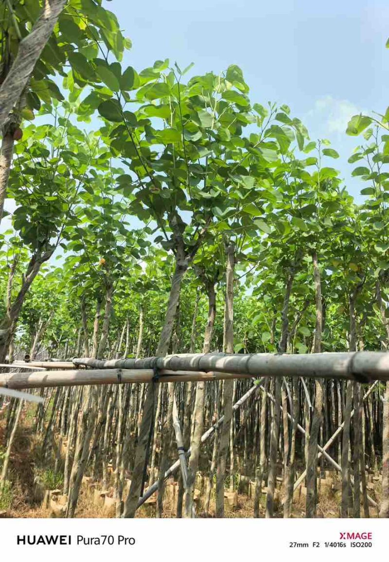 宫粉紫荆3-12分，基地直销，各种规格，大量低价出售