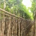 宫粉紫荆3-12分，基地直销，各种规格，大量低价出售