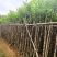 宫粉紫荆3-12分，基地直销，各种规格，大量低价出售