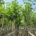 宫粉紫荆3-12分，基地直销，各种规格，大量低价出售