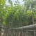 宫粉紫荆3-12分，基地直销，各种规格，大量低价出售