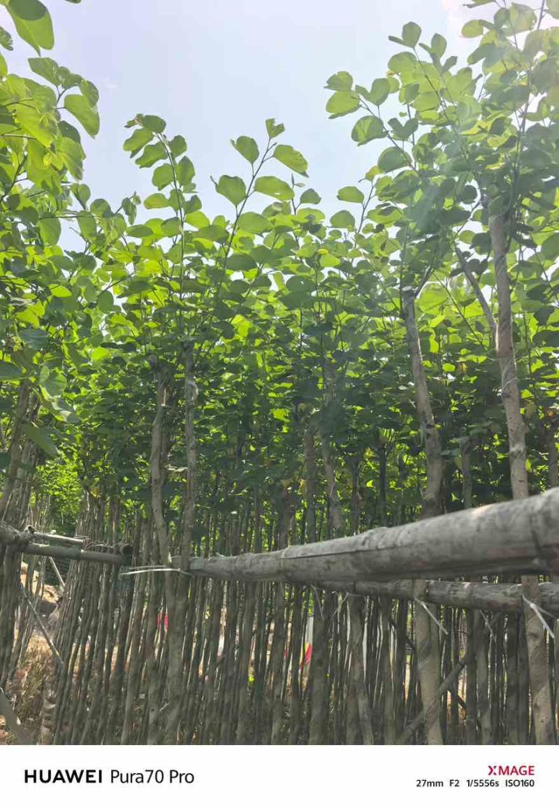 宫粉紫荆3-12分，基地直销，各种规格，大量低价出售
