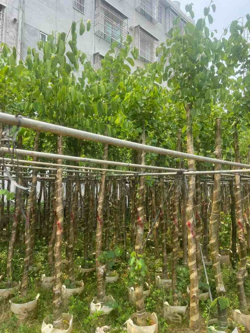 宫粉紫荆3-12分，基地直销，各种规格，大量低价出售