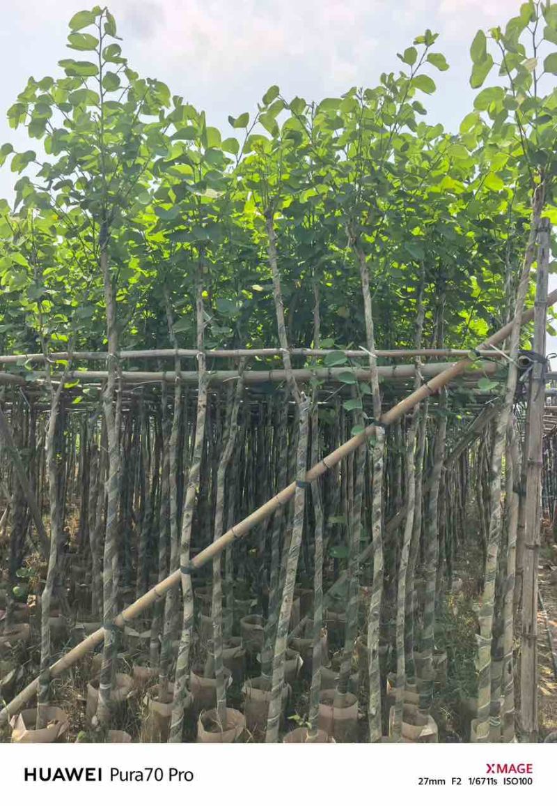 宫粉紫荆3-12分，基地直销，各种规格，大量低价出售