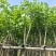 宫粉紫荆3-12分，基地直销，各种规格，大量低价出售
