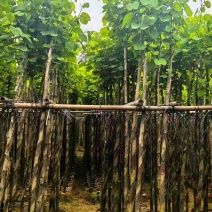 宫粉紫荆3-12分，基地直销，各种规格，大量低价出售