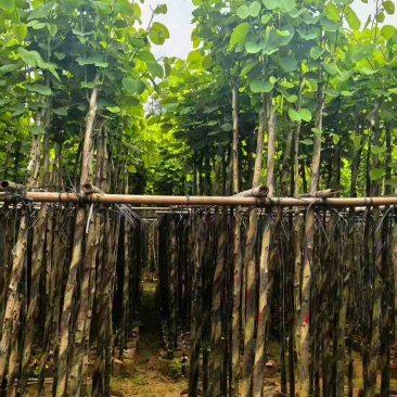 宫粉紫荆3-12分，基地直销，各种规格，大量低价出售