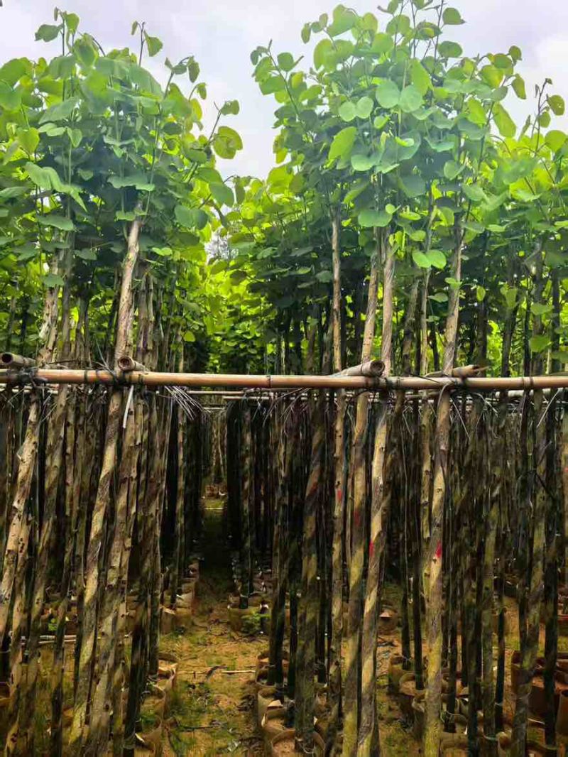 宫粉紫荆3-12分，基地直销，各种规格，大量低价出售