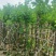 宫粉紫荆3-12分，基地直销，各种规格，大量低价出售
