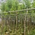 宫粉紫荆3-12分，基地直销，各种规格，大量低价出售