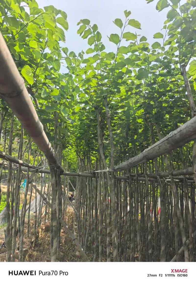 宫粉紫荆截杠3-12分，基地直销，大量现货