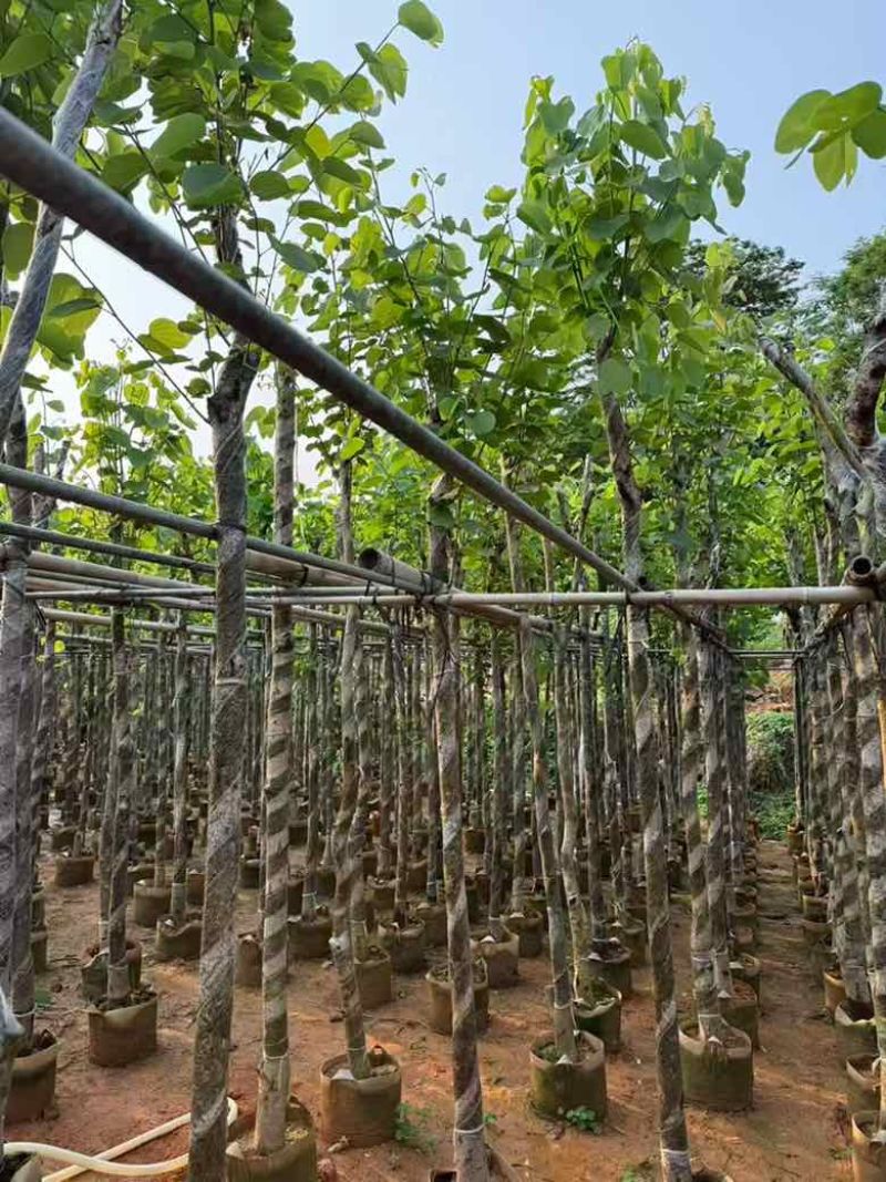 宫粉紫荆截杠3-12分，基地直销，大量现货