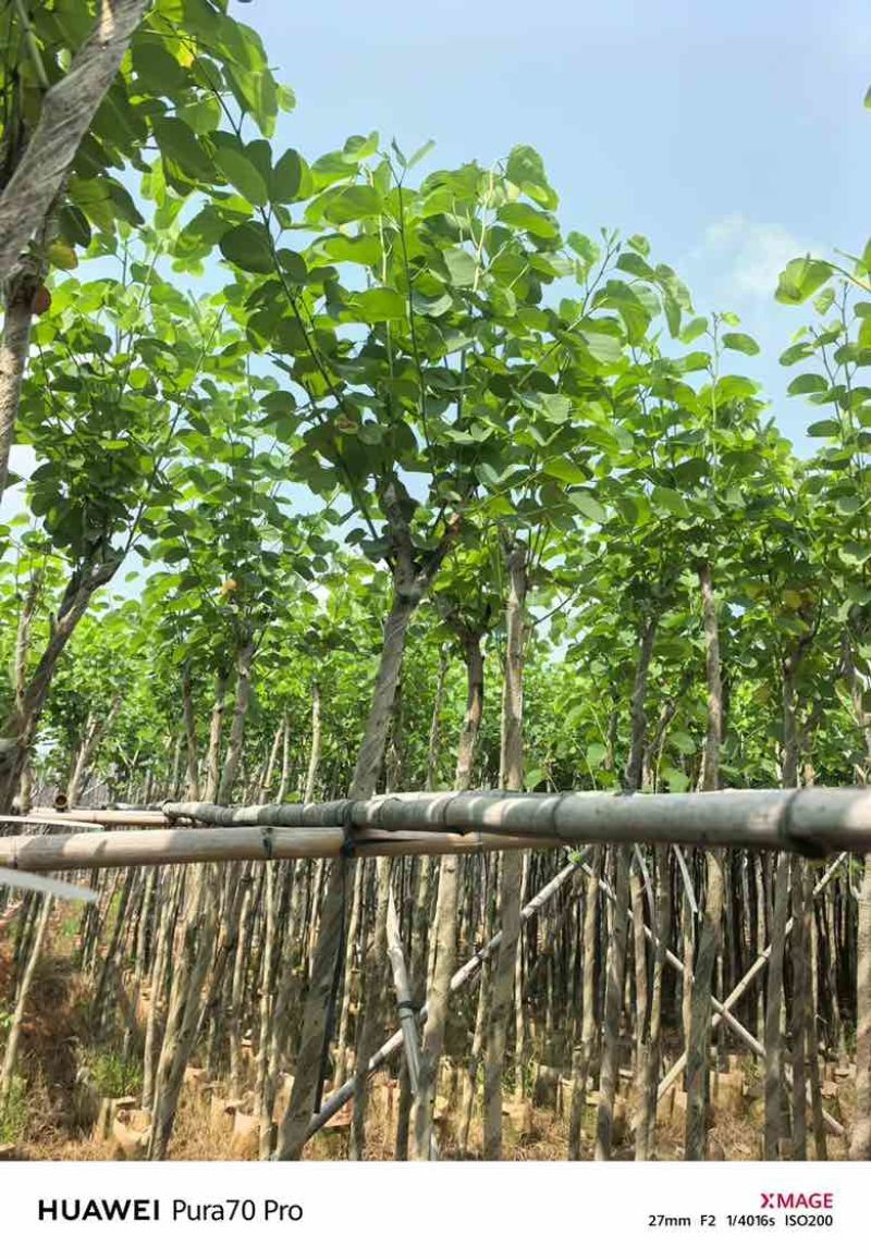 宫粉紫荆截杠3-12分，基地直销，大量现货