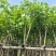 宫粉紫荆截杠3-12分，基地直销，大量现货