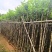 宫粉紫荆截杠3-12分，基地直销，大量现货