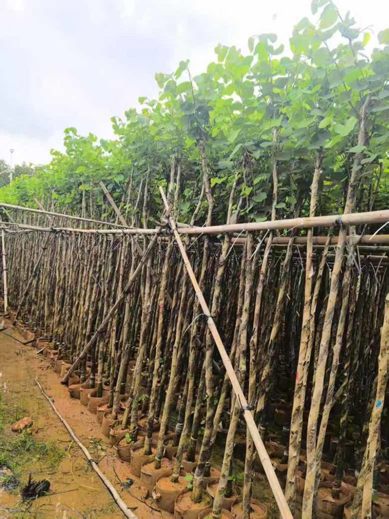 宫粉紫荆截杠3-12分，基地直销，大量现货