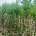 宫粉紫荆截杠3-12分，基地直销，大量现货