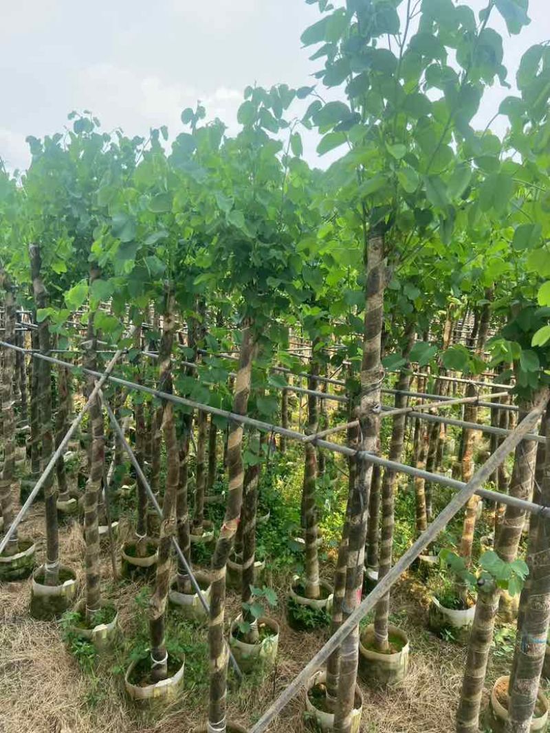 宫粉紫荆截杠3-12分，基地直销，大量现货