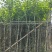 宫粉紫荆截杠3-12分，基地直销，大量现货