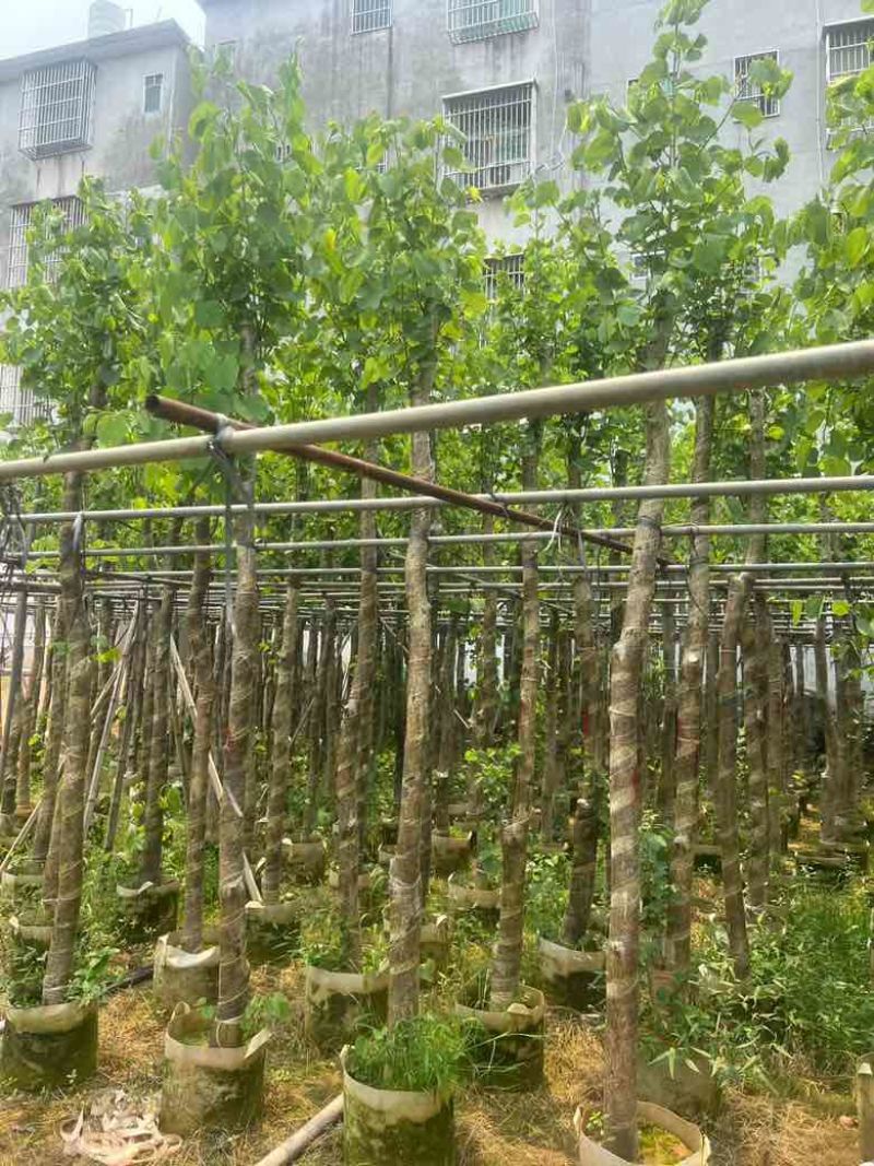 宫粉紫荆截杠3-12分，基地直销，大量现货