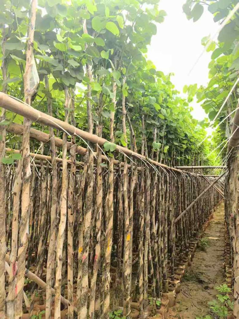宫粉紫荆截杠3-12分，基地直销，大量现货