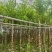 宫粉紫荆3-18分，基地直销，各种规格，大量低价出售