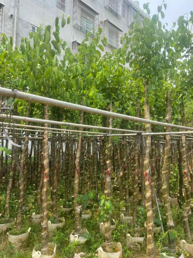 宫粉紫荆3-18分，基地直销，各种规格，大量低价出售