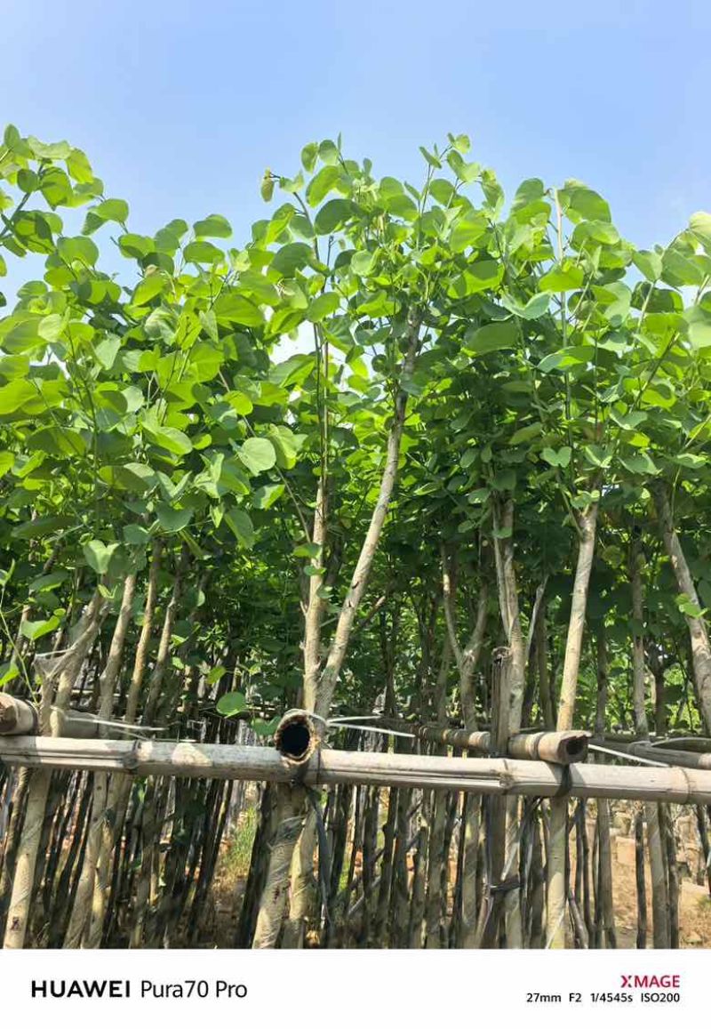宫粉紫荆3-18分，基地直销，各种规格，大量低价出售