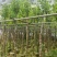 宫粉紫荆3-18分，基地直销，各种规格，大量低价出售