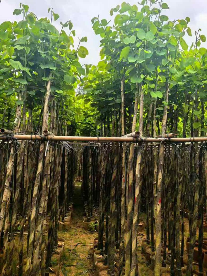 宫粉紫荆3-18分，基地直销，各种规格，大量低价出售