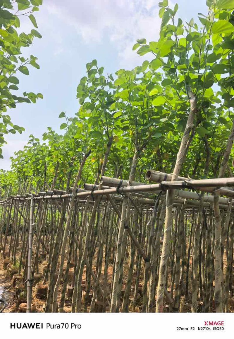 宫粉紫荆3-18分，基地直销，各种规格，大量低价出售