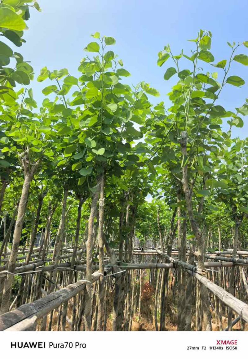 宫粉紫荆3-18分，基地直销，各种规格，大量低价出售