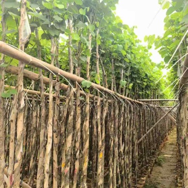 宫粉紫荆3-18分，基地直销，各种规格，大量低价出售