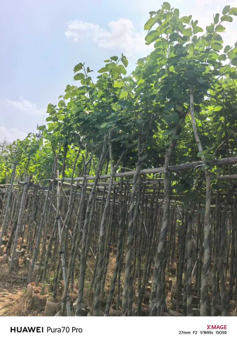 宫粉紫荆3-18分，基地直销，各种规格，大量低价出售