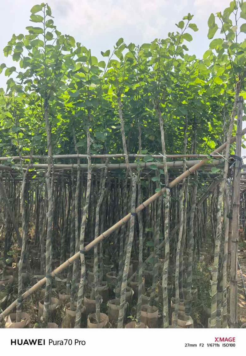 宫粉紫荆3-18分，基地直销，各种规格，大量低价出售