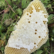 云南高山野生百花蜜