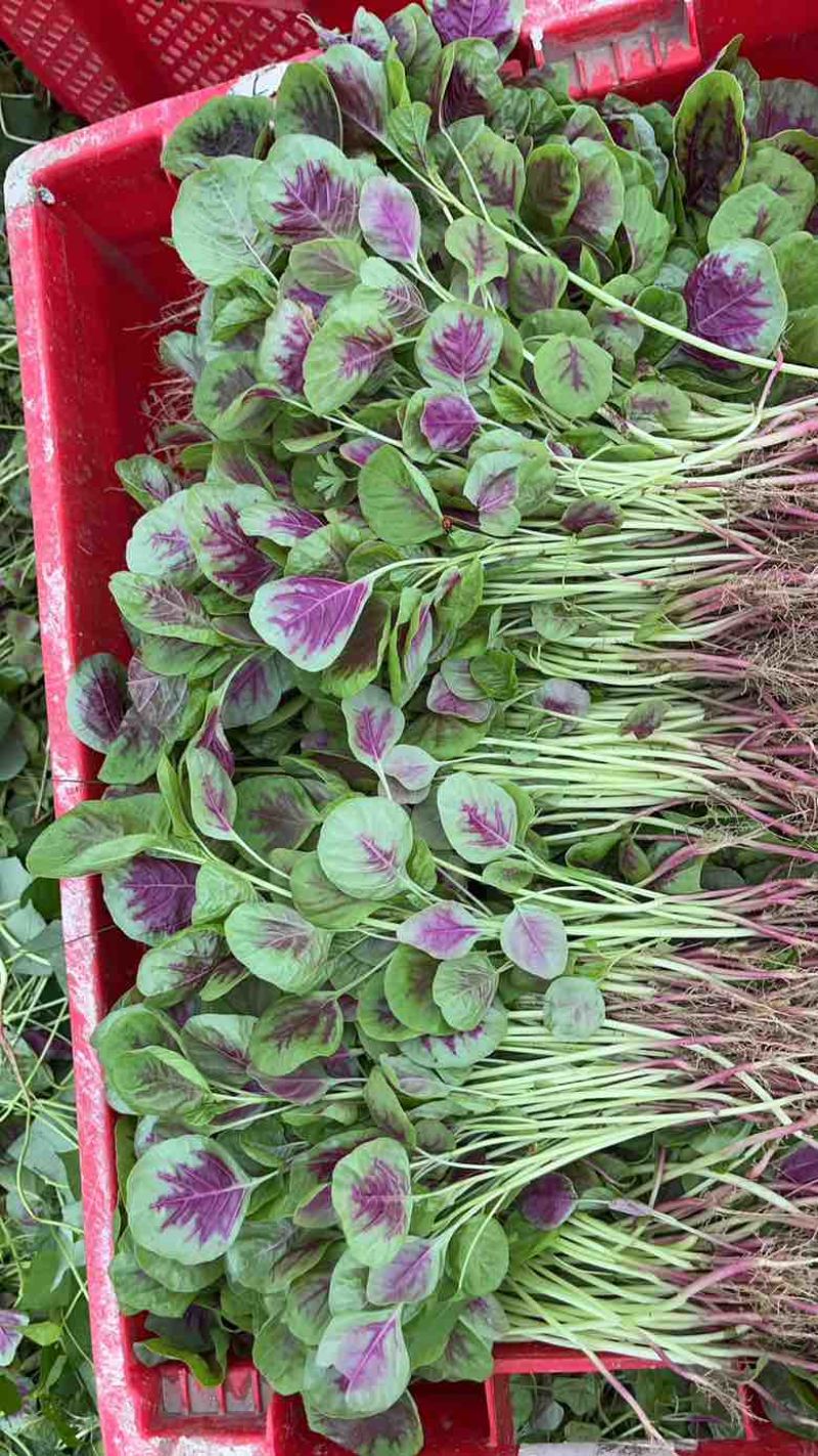 合肥苋菜基地，苋菜供应