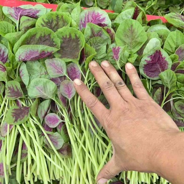 合肥苋菜基地，苋菜供应