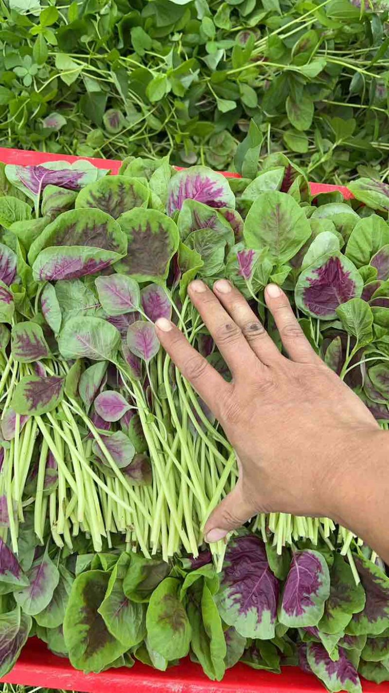 合肥苋菜基地，苋菜供应