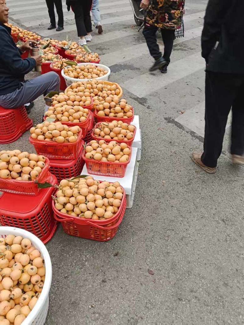 文公枇杷之乡
