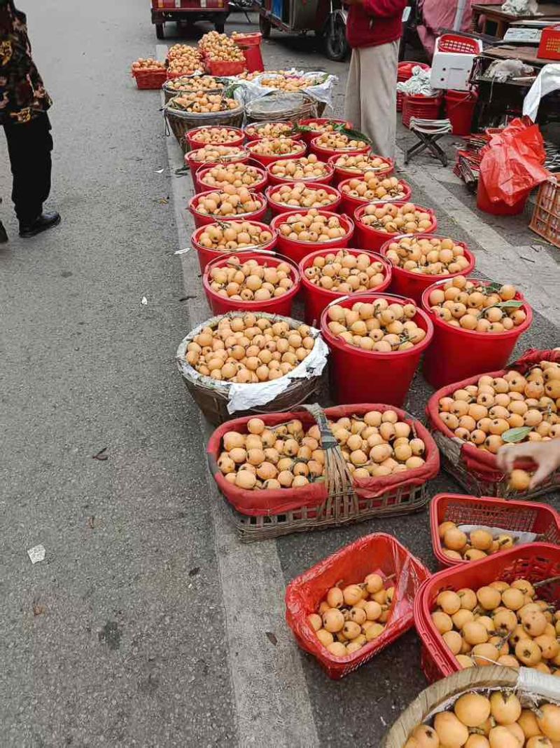 文公枇杷之乡