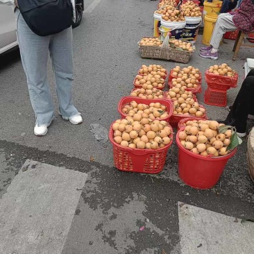 文公枇杷之乡