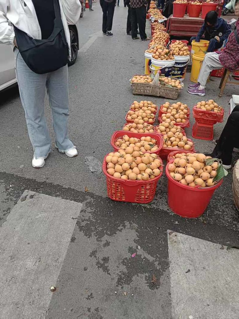 文公枇杷之乡