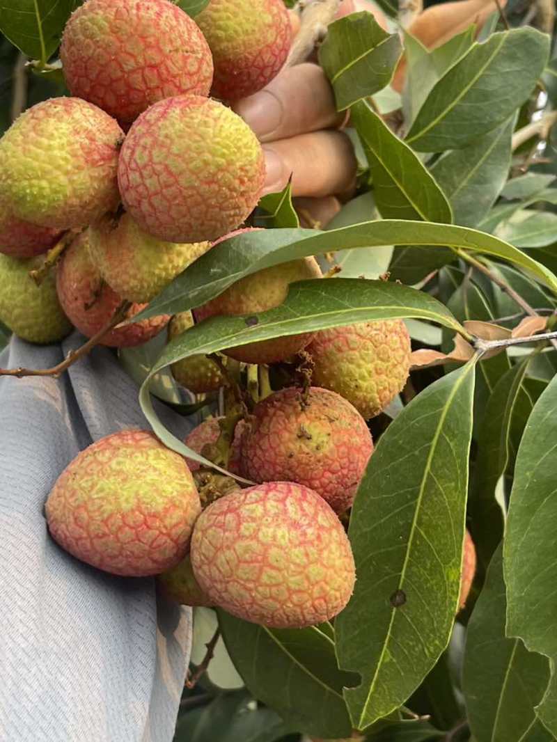 荔枝，科技一号