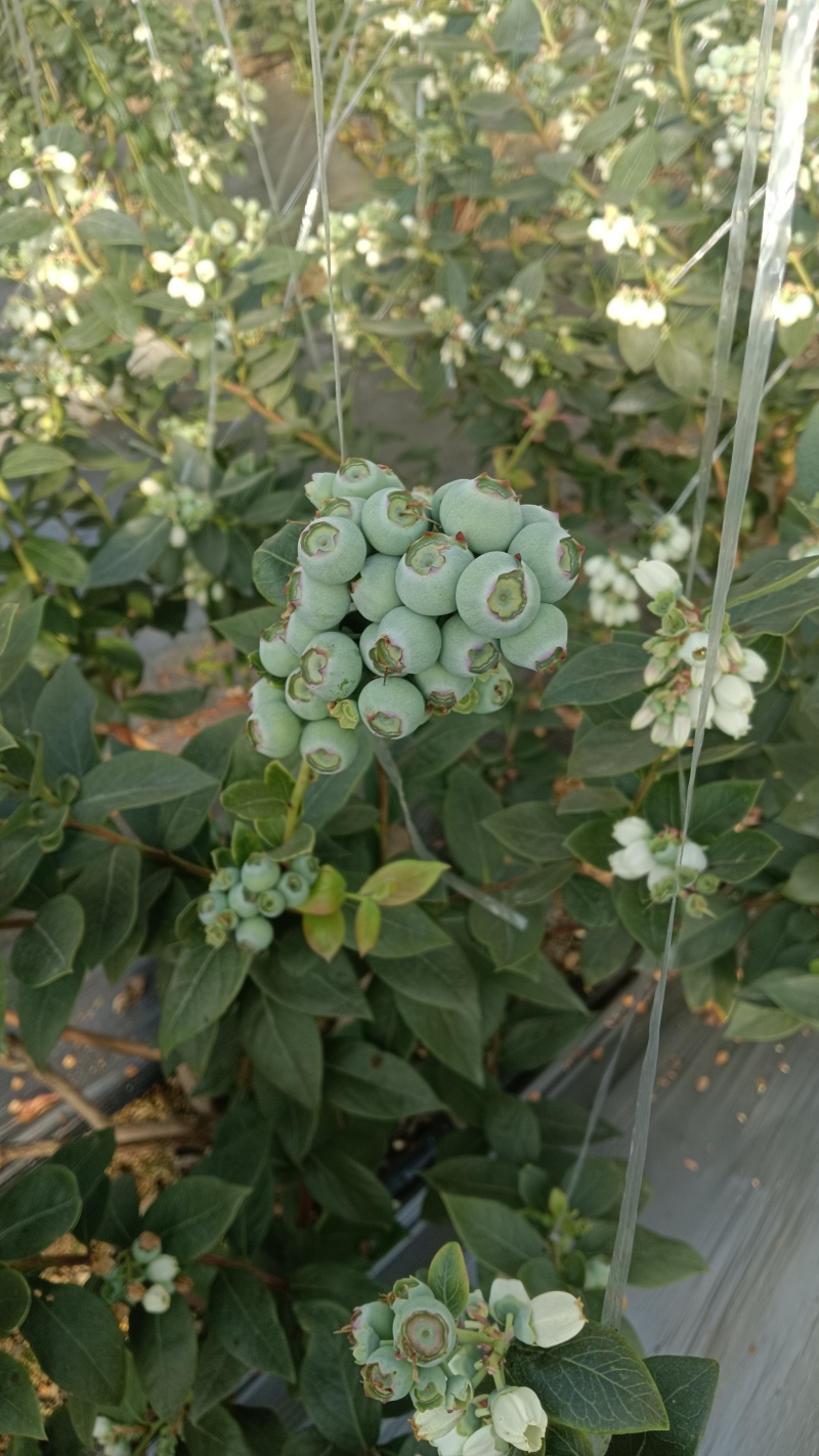 山东蓝莓