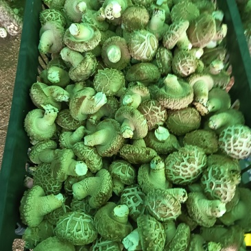 辽宁香菇