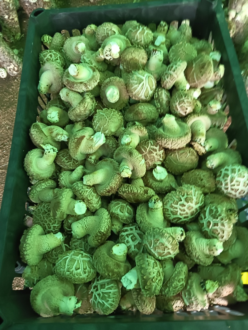 辽宁香菇