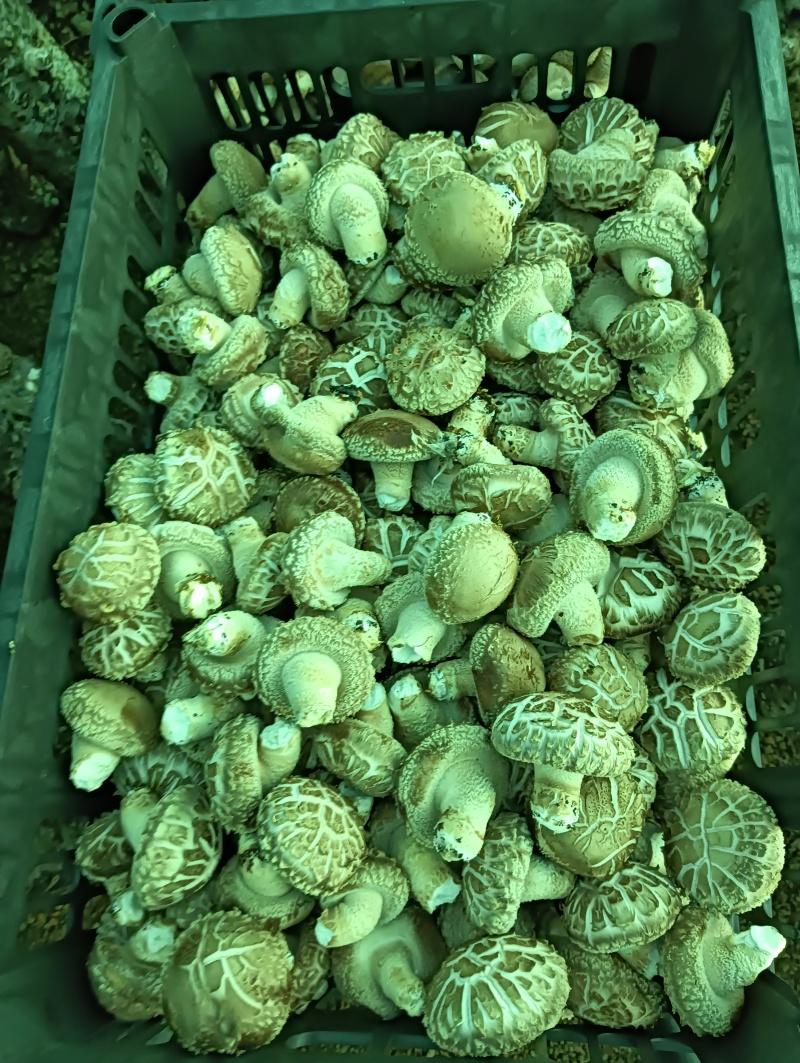 辽宁香菇